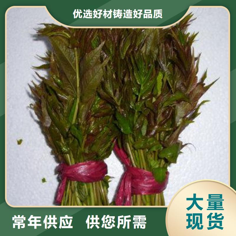蓝莓苗视频-蓝莓苗|湖北省武汉市|蔡甸|青山|黄石|十堰|荆州|襄阳|荆门|黄冈