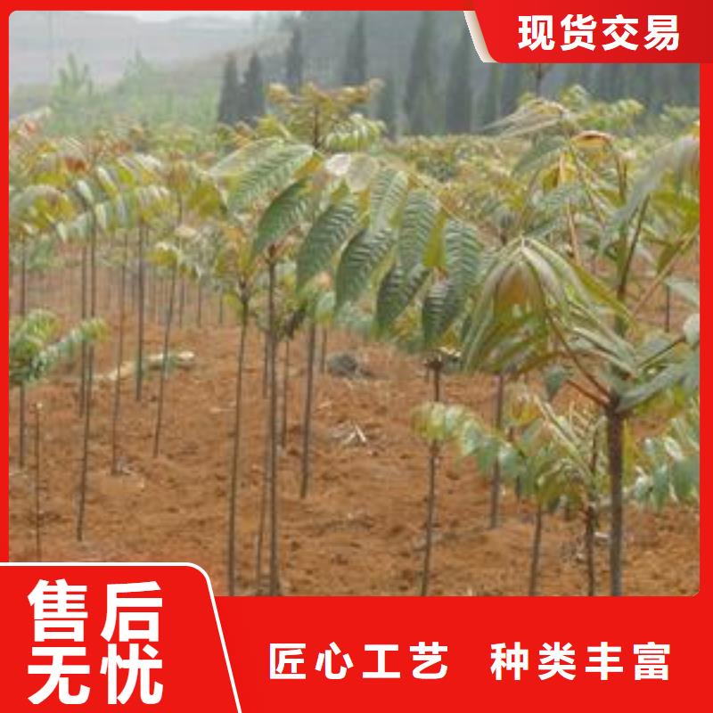 香椿苗板栗苗品质保障价格合理