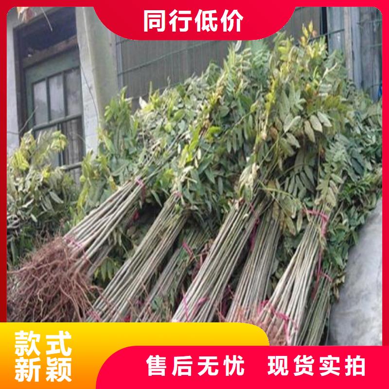 香椿苗板栗苗品质保障价格合理