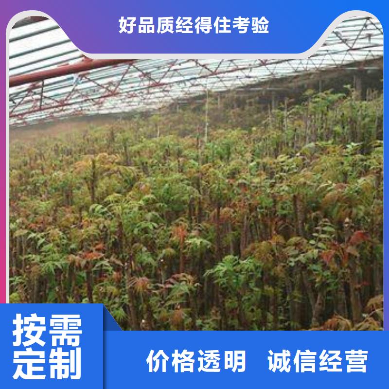 蓝莓苗-视频-蓝莓苗-兴海苗木种植社(青海省分公司)服务区域西宁|海东|海西|海北|玉树|果洛