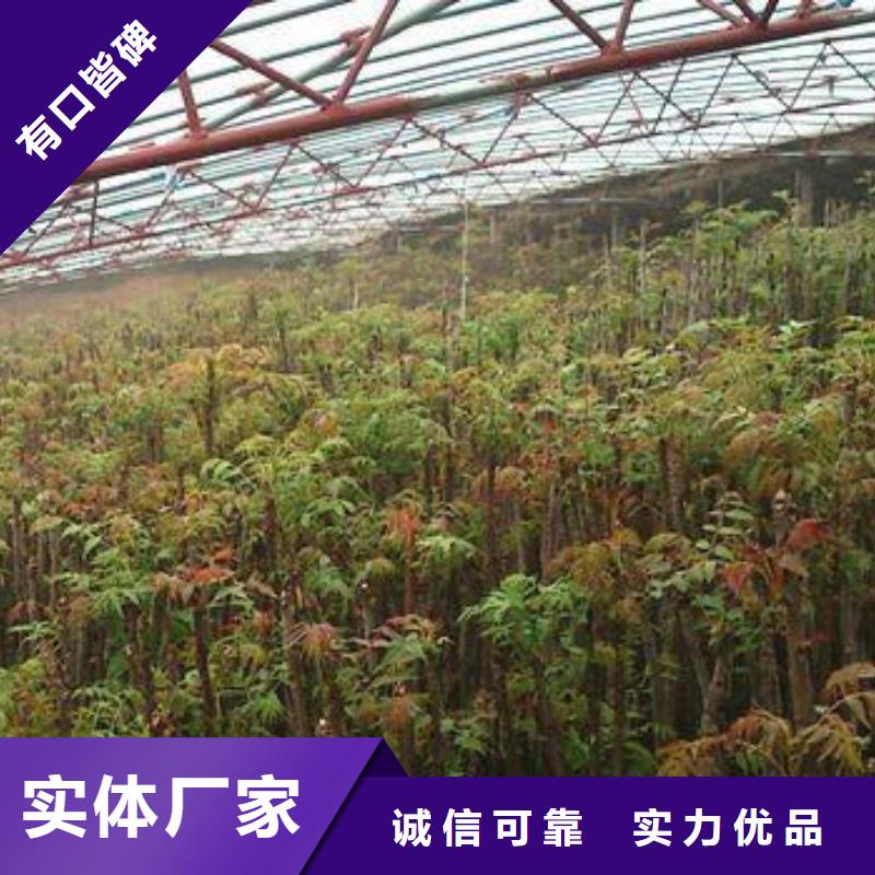 香椿苗苹果苗专注细节使用放心