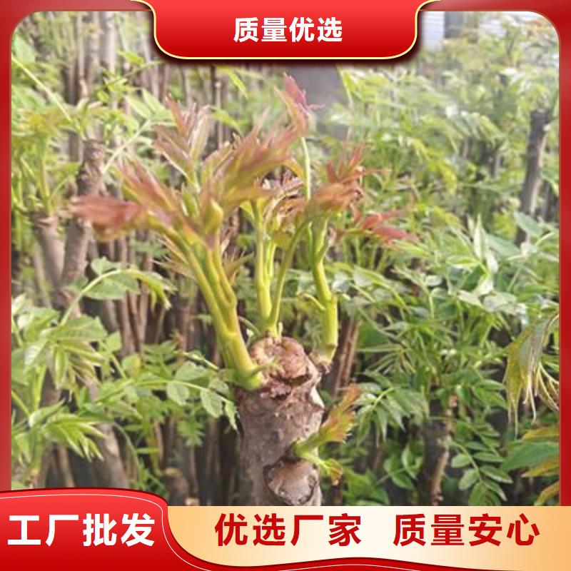香椿苗板栗苗卓越品质保障