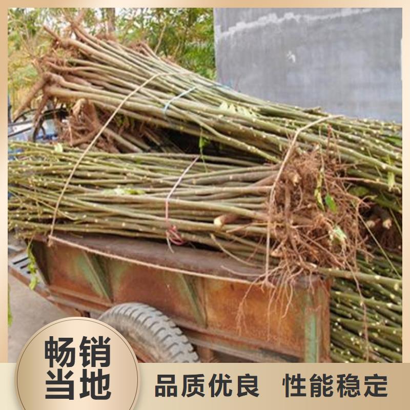 香椿苗桃树苗专注质量