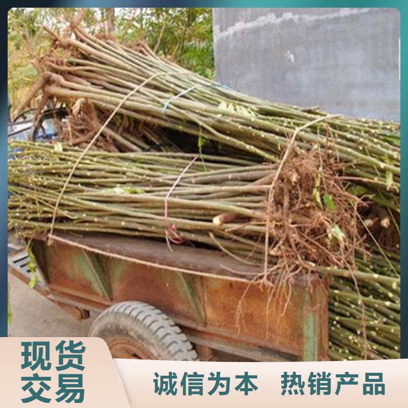 蓝莓苗视频-蓝莓苗|湖北省武汉市|蔡甸|青山|黄石|十堰|荆州|襄阳|荆门|黄冈