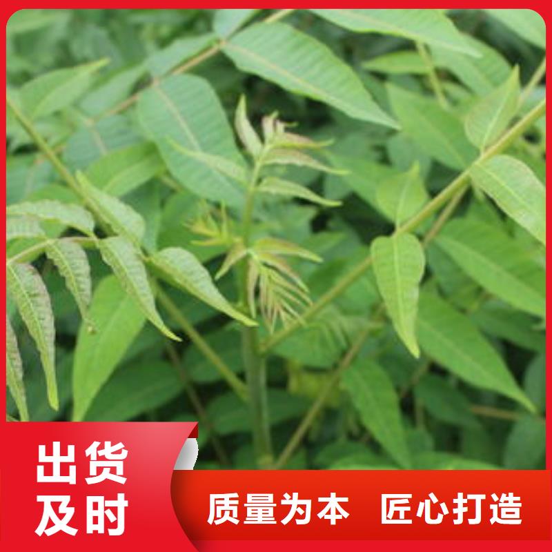 蓝莓苗-视频-潮州市蓝莓苗-(本土)可服务区域湘桥|潮安|梅州|广州|深圳|惠州|汕尾