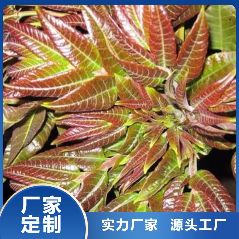 蓝莓苗-视频-蓝莓苗-兴海苗木种植社(青海省分公司)服务区域西宁|海东|海西|海北|玉树|果洛