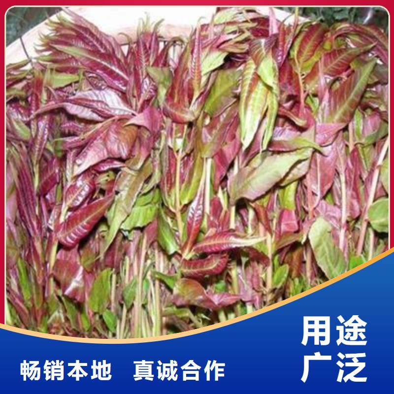 蓝莓苗-视频-潮州市蓝莓苗-(本土)可服务区域湘桥|潮安|梅州|广州|深圳|惠州|汕尾
