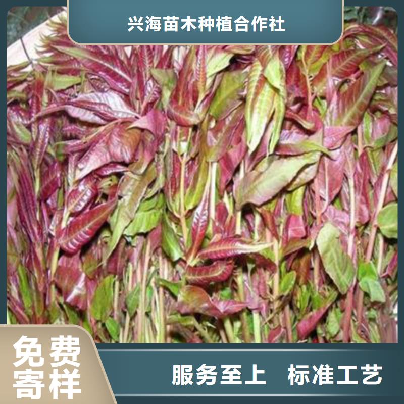 香椿苗板栗苗卓越品质保障