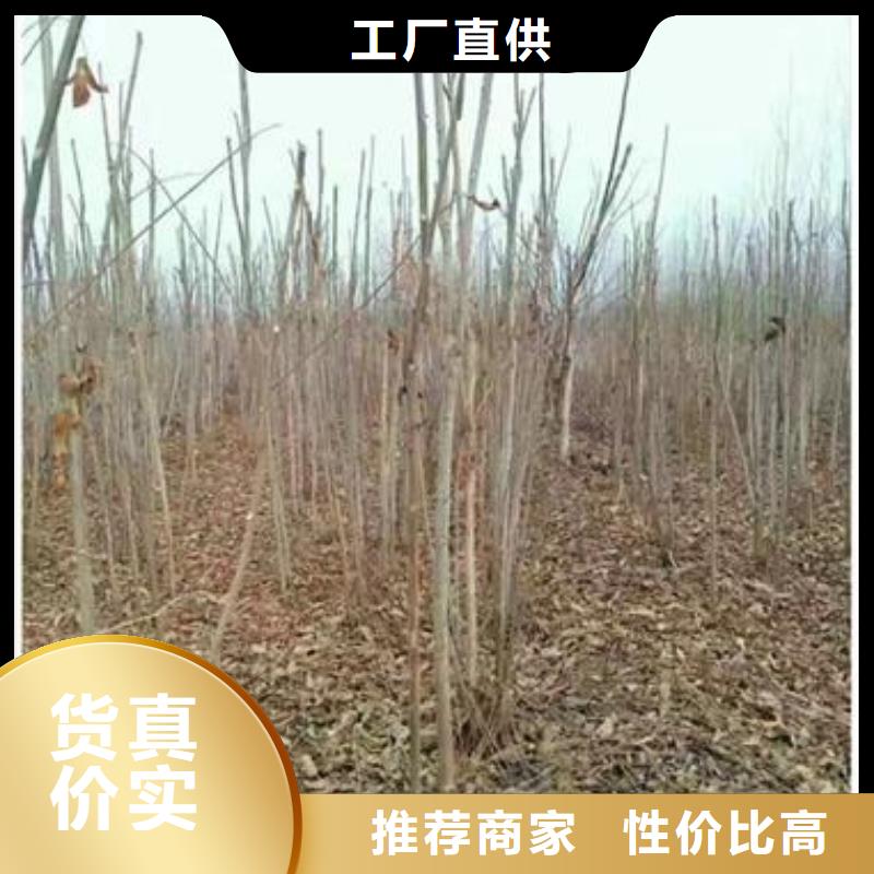 蓝莓苗视频-蓝莓苗|湖北省武汉市|蔡甸|青山|黄石|十堰|荆州|襄阳|荆门|黄冈