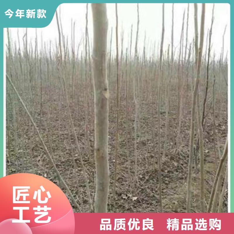 【香椿苗】苹果苗精心选材