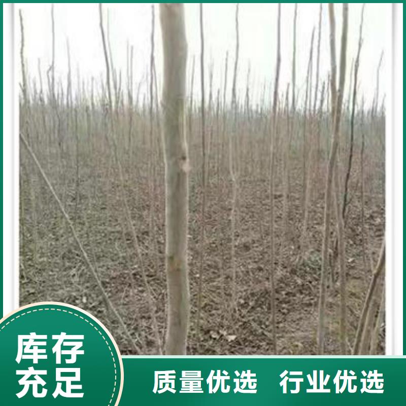 【香椿苗】苹果苗精心选材