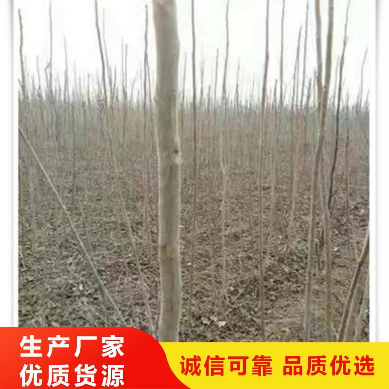 蓝莓苗-视频-蓝莓苗-兴海苗木种植社(青海省分公司)服务区域西宁|海东|海西|海北|玉树|果洛