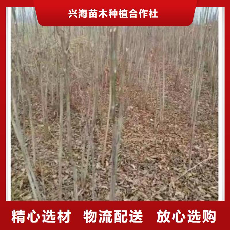 【香椿苗】苹果苗精心选材