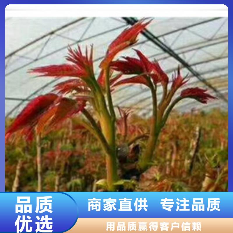 香椿苗桃树苗专注质量