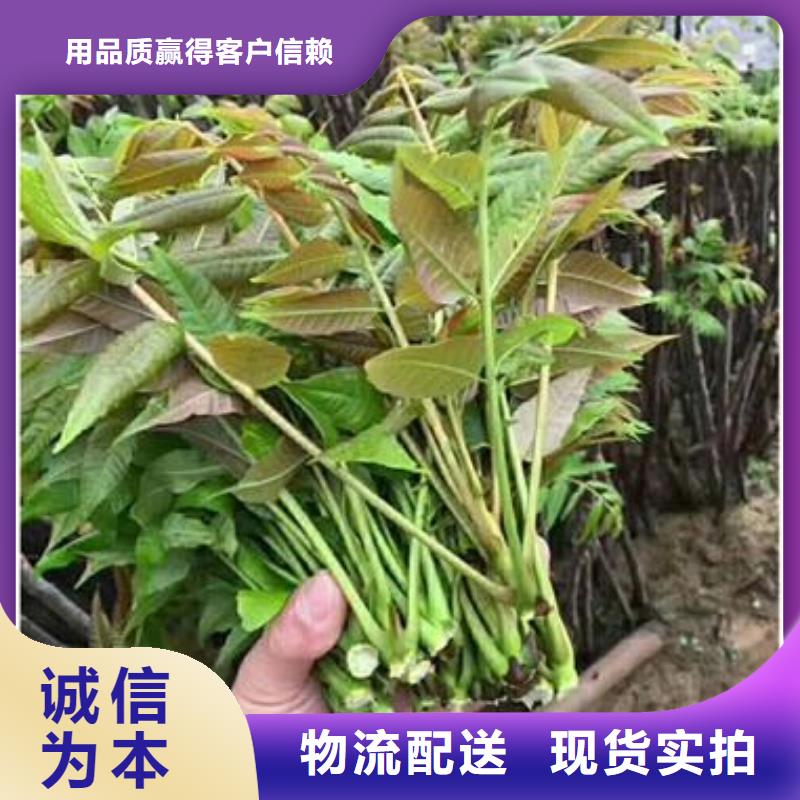 香椿苗苹果苗保障