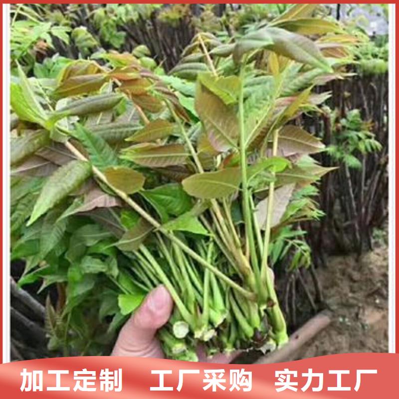 蓝莓苗-视频-潮州市蓝莓苗-(本土)可服务区域湘桥|潮安|梅州|广州|深圳|惠州|汕尾