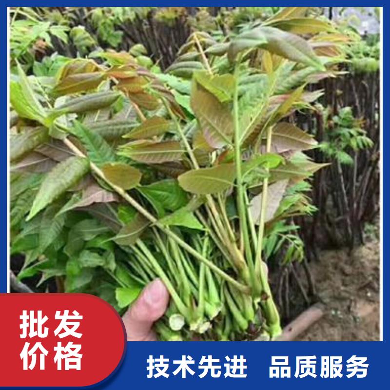 【香椿苗】苹果苗精心选材