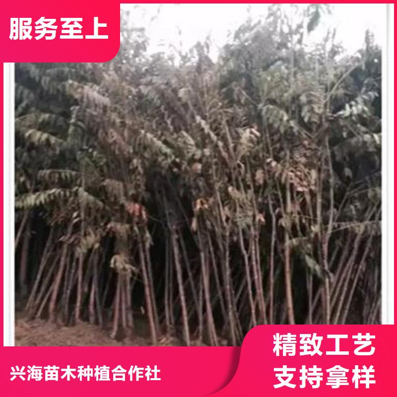 蓝莓苗-视频-蓝莓苗-兴海苗木种植社(青海省分公司)服务区域西宁|海东|海西|海北|玉树|果洛