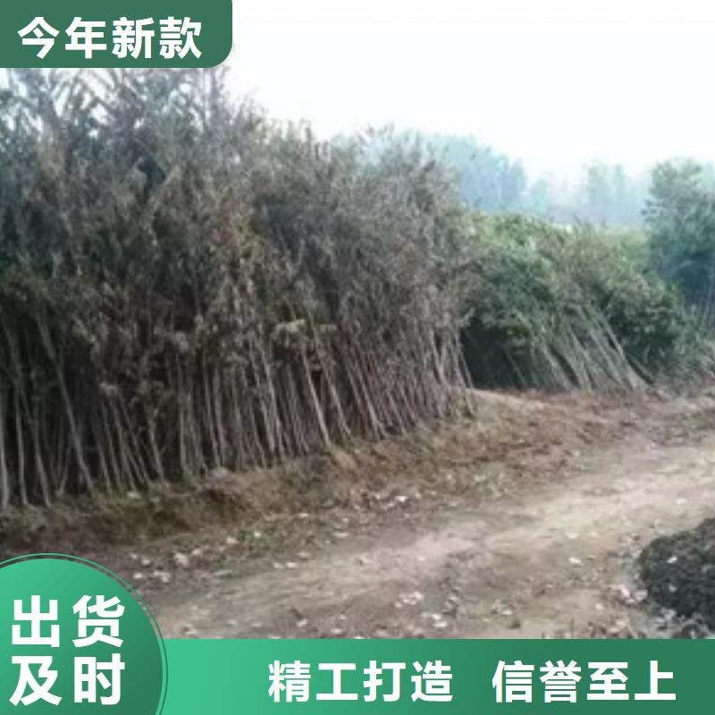 蓝莓苗-视频-蓝莓苗-兴海苗木种植社(青海省分公司)服务区域西宁|海东|海西|海北|玉树|果洛