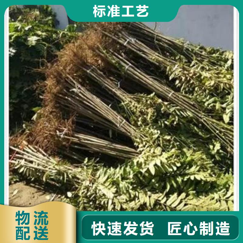 蓝莓苗视频-蓝莓苗|湖北省武汉市|蔡甸|青山|黄石|十堰|荆州|襄阳|荆门|黄冈