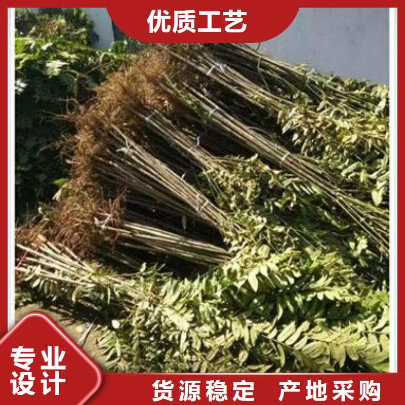 香椿苗核桃苗一周内发货