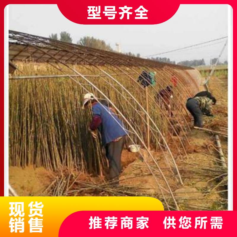 香椿苗花椒苗为品质而生产