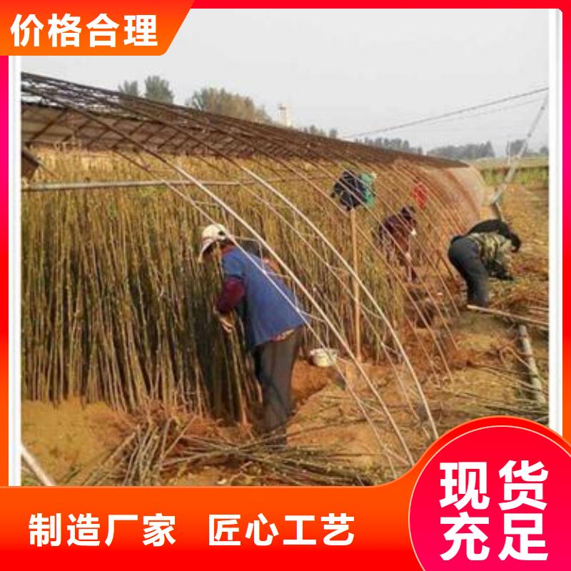 香椿苗桃树苗专注质量