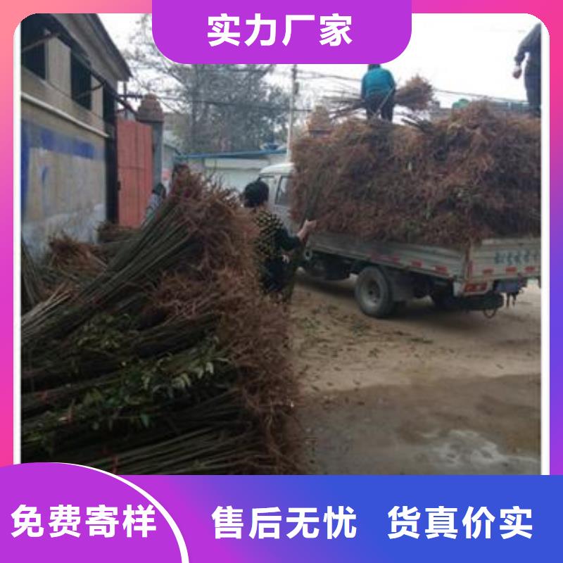 香椿苗板栗苗品质保障价格合理