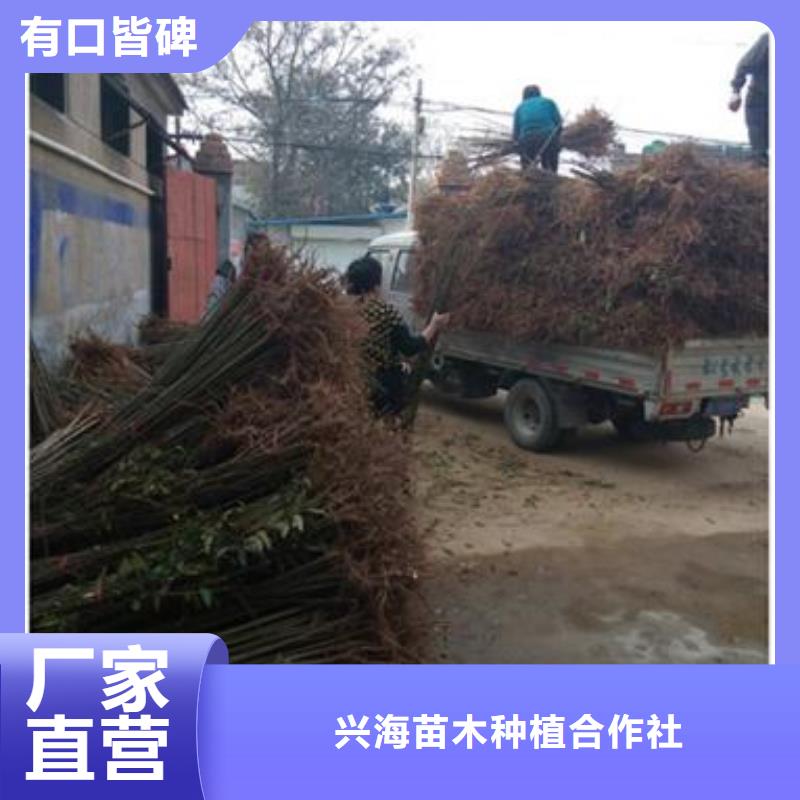 蓝莓苗-视频-蓝莓苗-兴海苗木种植社(青海省分公司)服务区域西宁|海东|海西|海北|玉树|果洛