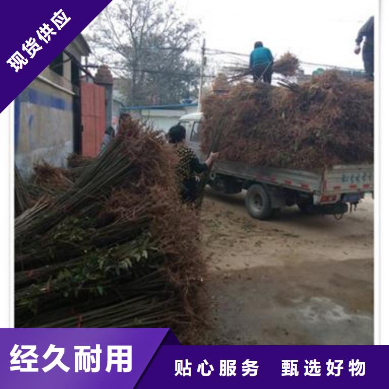 蓝莓苗视频-蓝莓苗|湖北省武汉市|蔡甸|青山|黄石|十堰|荆州|襄阳|荆门|黄冈