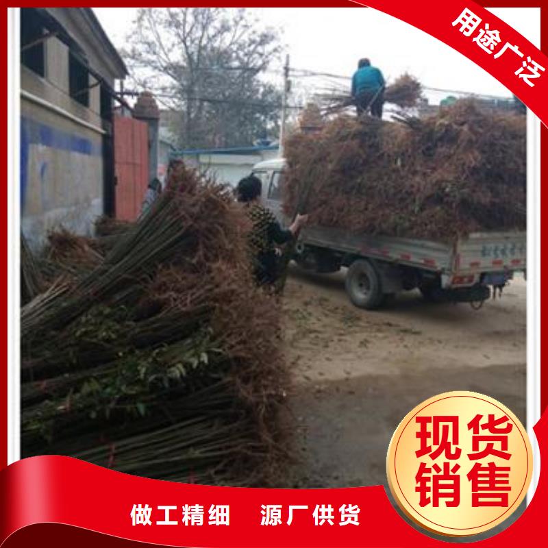 香椿苗板栗苗种类多质量好