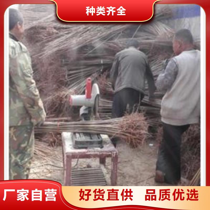 蓝莓苗-视频-蓝莓苗-兴海苗木种植社(青海省分公司)服务区域西宁|海东|海西|海北|玉树|果洛