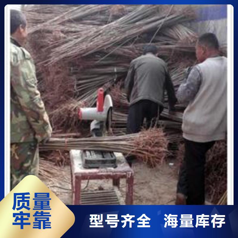蓝莓苗视频-蓝莓苗|湖北省武汉市|蔡甸|青山|黄石|十堰|荆州|襄阳|荆门|黄冈