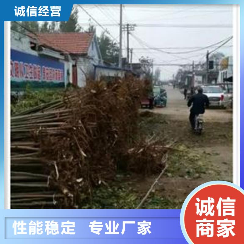 蓝莓苗-视频-潮州市蓝莓苗-(本土)可服务区域湘桥|潮安|梅州|广州|深圳|惠州|汕尾