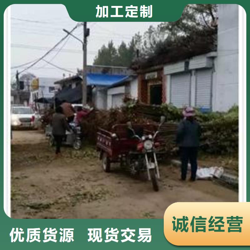 蓝莓苗视频-蓝莓苗|湖北省武汉市|蔡甸|青山|黄石|十堰|荆州|襄阳|荆门|黄冈