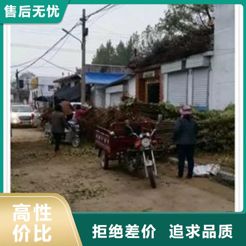 蓝莓苗-视频-潮州市蓝莓苗-(本土)可服务区域湘桥|潮安|梅州|广州|深圳|惠州|汕尾