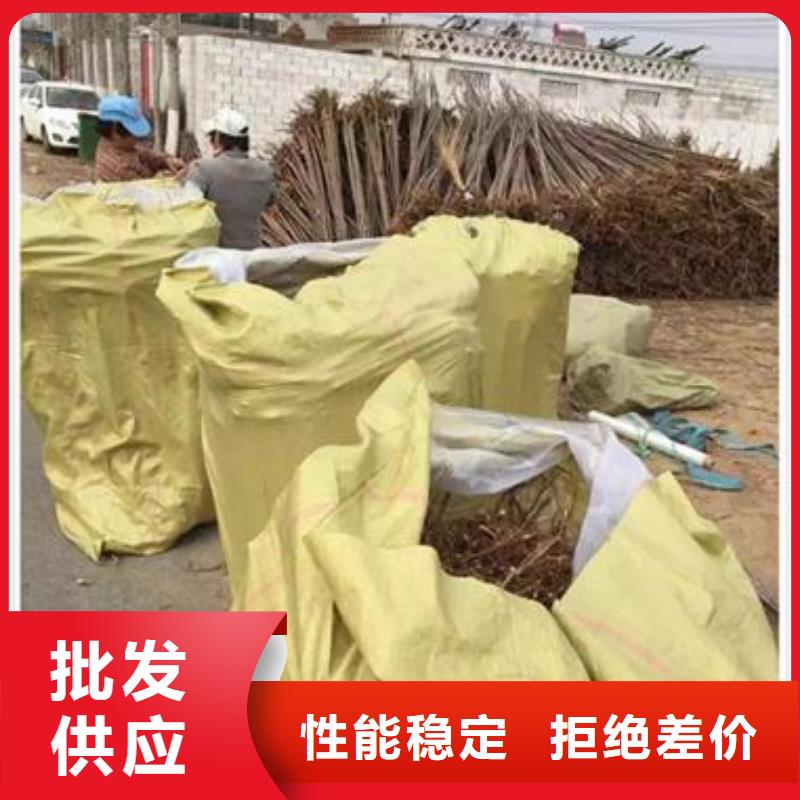 香椿苗花椒苗为品质而生产