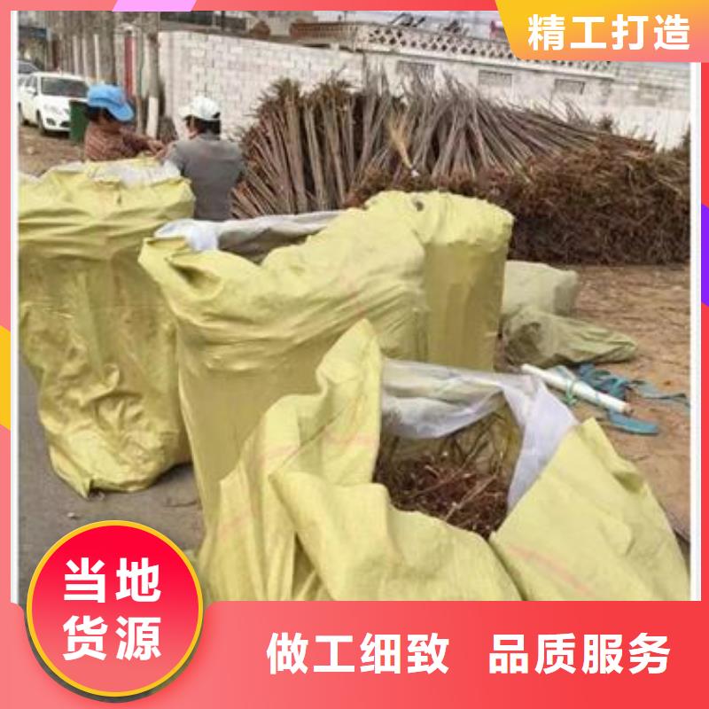 蓝莓苗-视频-蓝莓苗-兴海苗木种植社(青海省分公司)服务区域西宁|海东|海西|海北|玉树|果洛