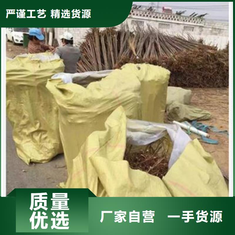 香椿苗板栗苗卓越品质保障