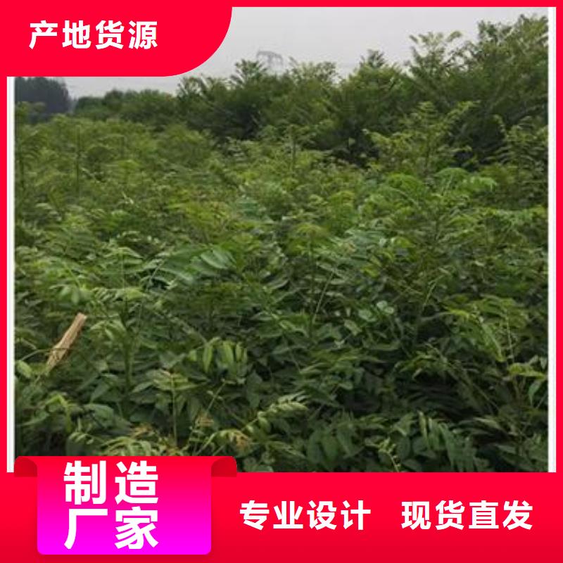 蓝莓苗-视频-蓝莓苗-兴海苗木种植社(青海省分公司)服务区域西宁|海东|海西|海北|玉树|果洛