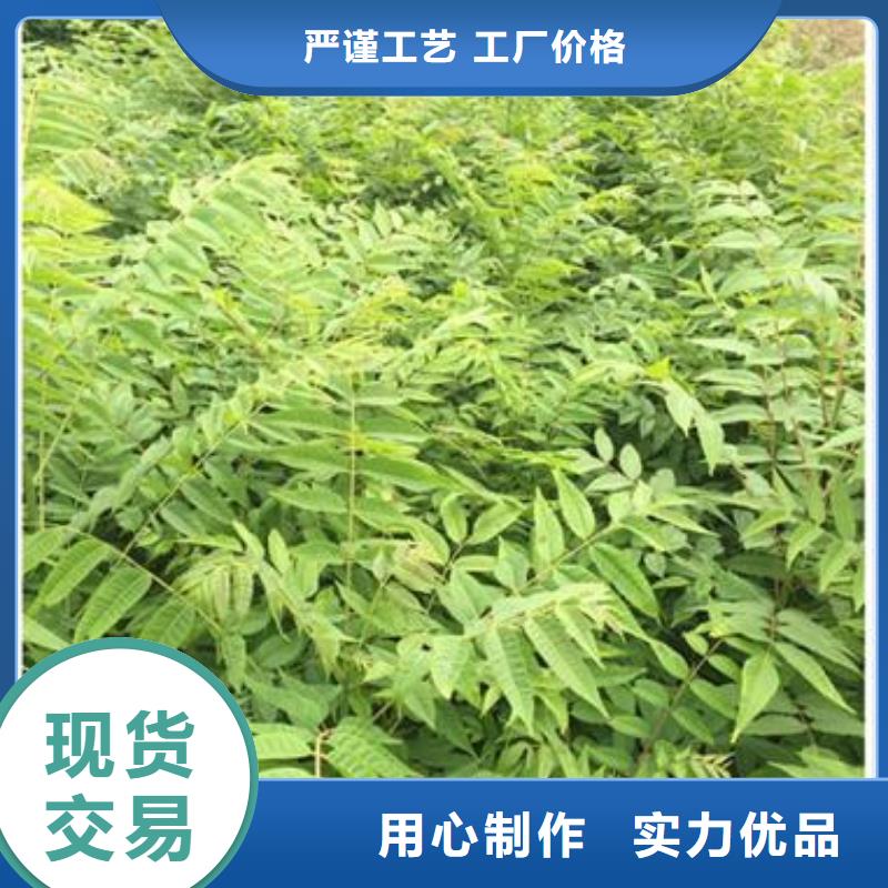 香椿苗花椒苗为品质而生产