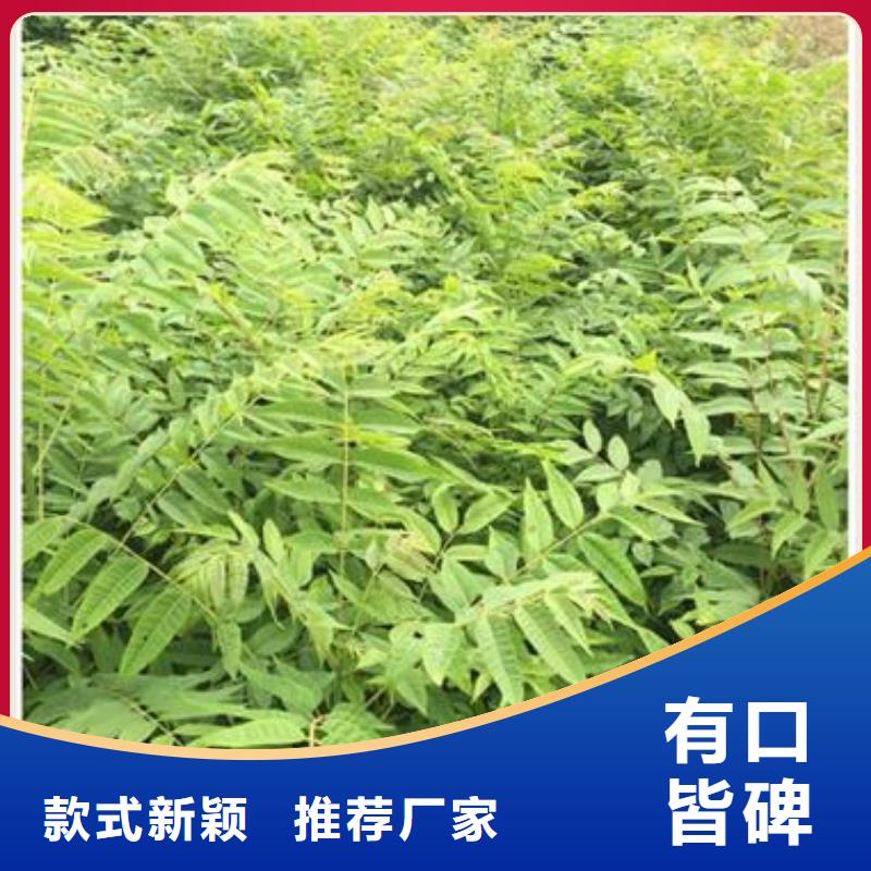 蓝莓苗视频-蓝莓苗|湖北省武汉市|蔡甸|青山|黄石|十堰|荆州|襄阳|荆门|黄冈