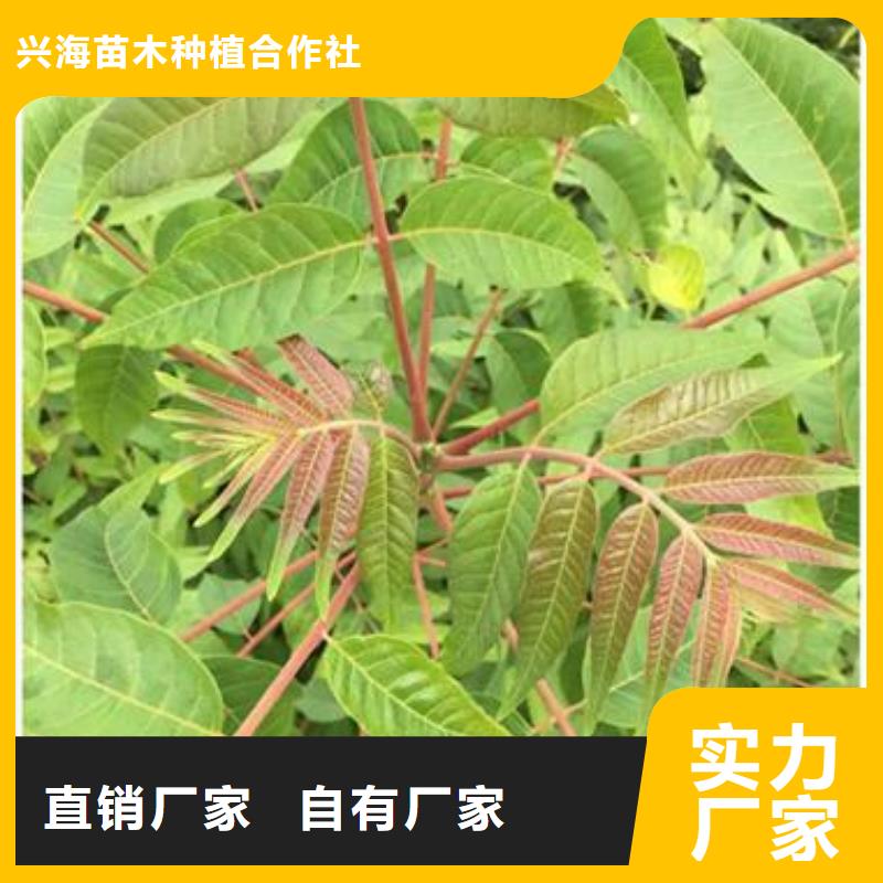 香椿苗花椒苗为品质而生产
