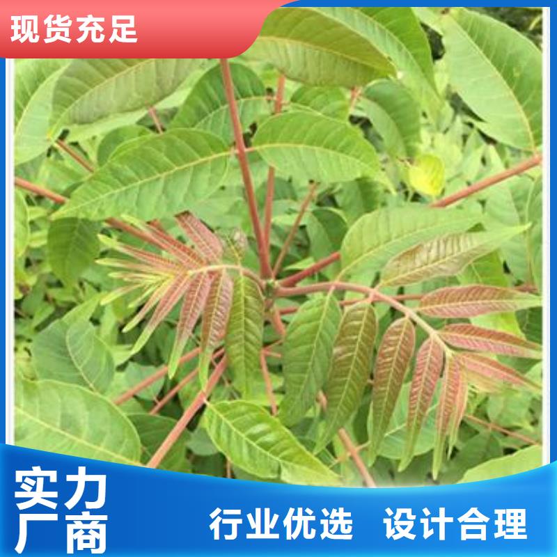 【香椿苗】苹果苗精心选材