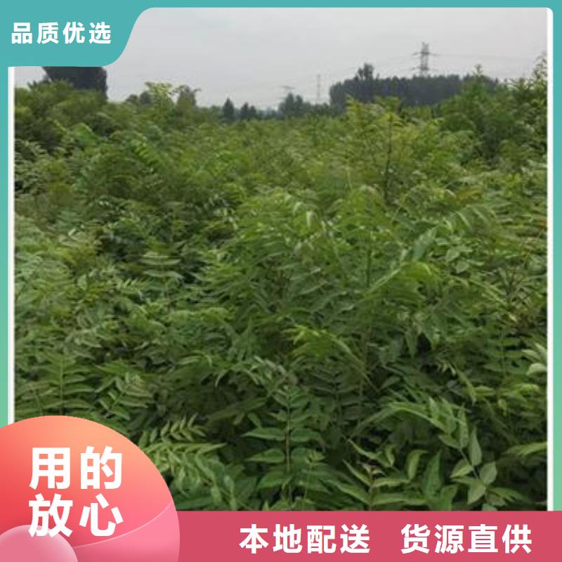 【香椿苗】苹果苗精心选材