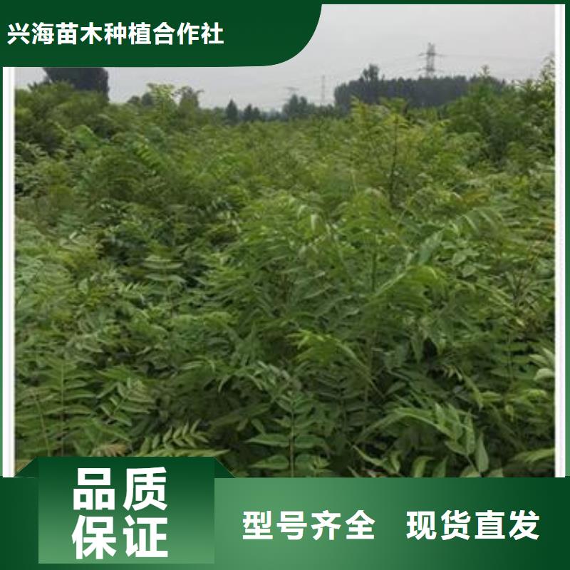 香椿苗板栗苗品质保障价格合理
