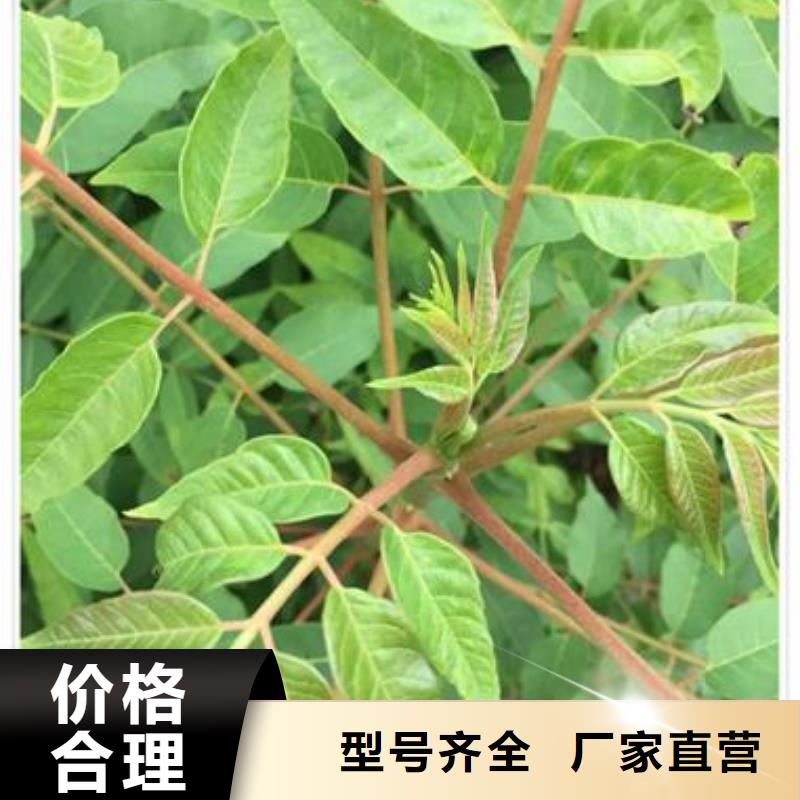 蓝莓苗-视频-蓝莓苗-兴海苗木种植社(青海省分公司)服务区域西宁|海东|海西|海北|玉树|果洛