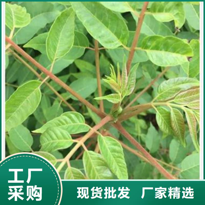 【香椿苗】苹果苗精心选材