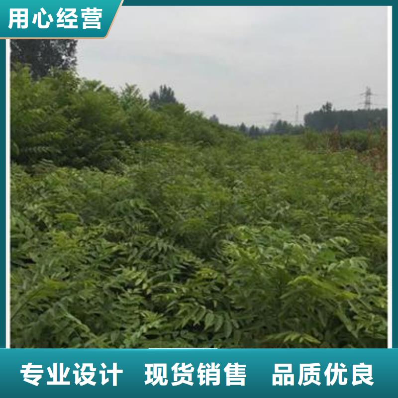 【香椿苗】苹果苗精心选材