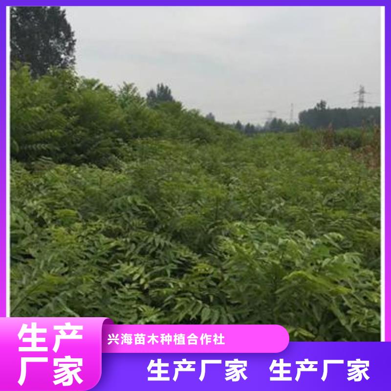 香椿苗核桃苗一周内发货